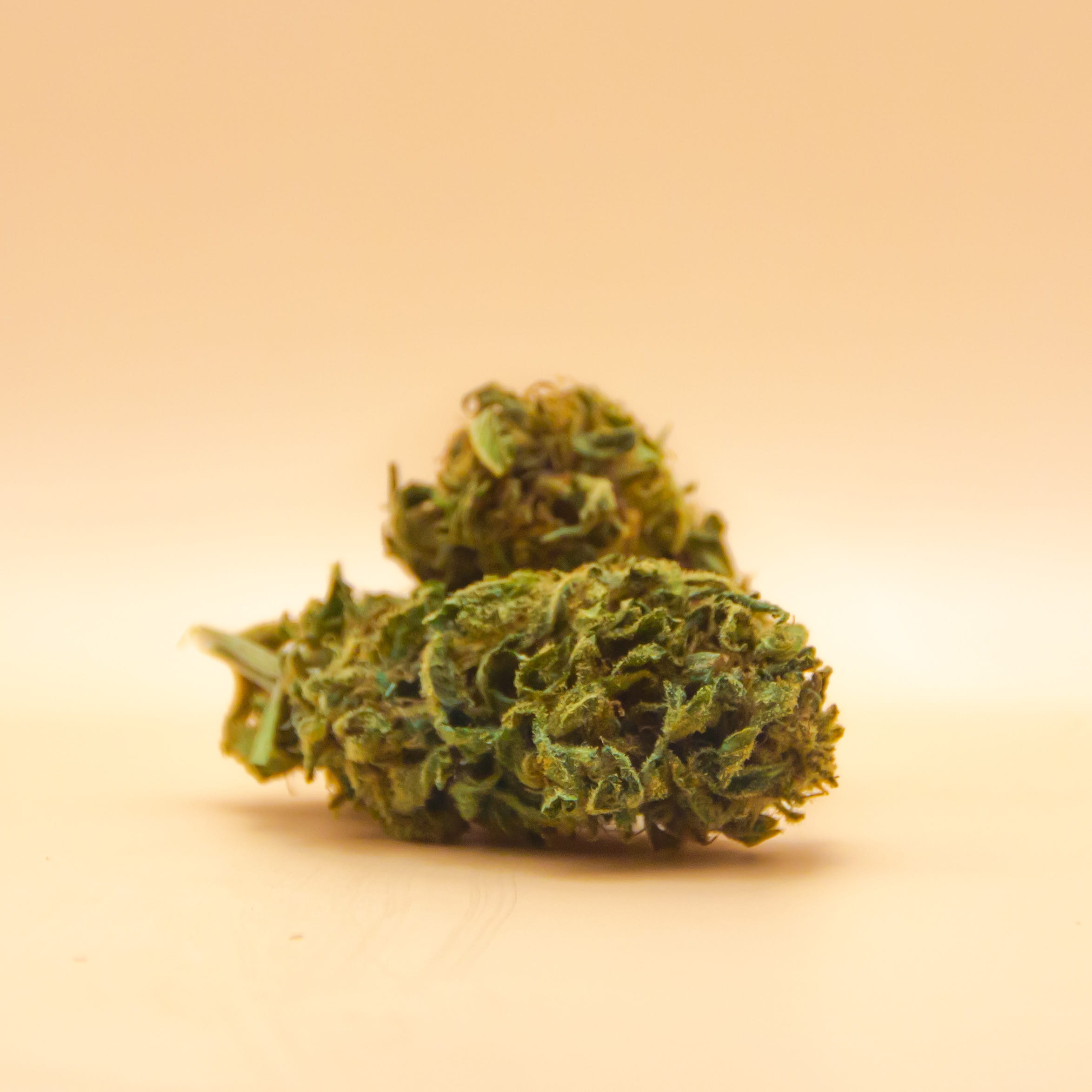 Tete fleur CBD Fruit Gorilla CBD Occitan producteur artisanal Tete fleur CBD Fruit Gorilla par CBD Occitan