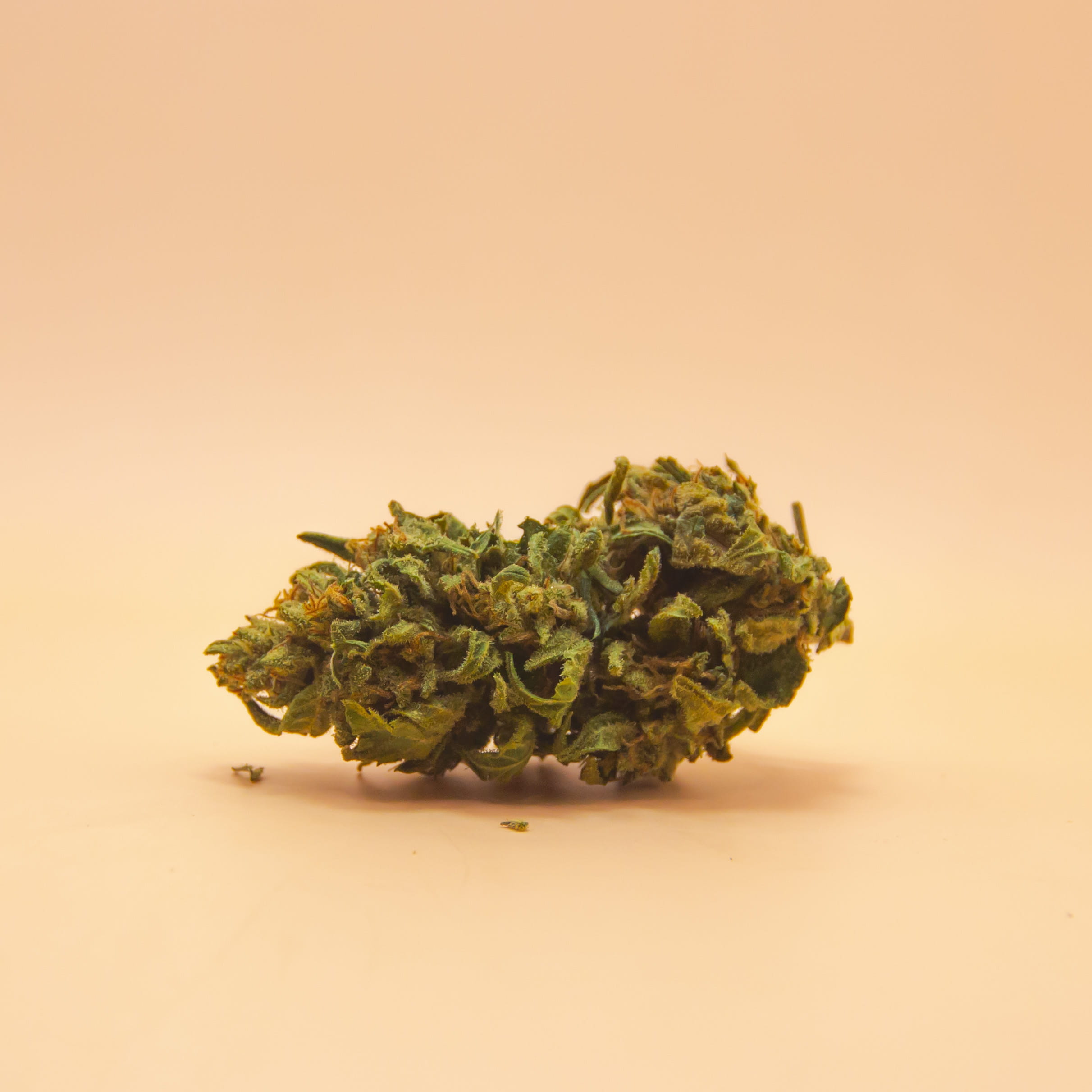 Tete fleur CBD Pink Panthere par CBD Occitan