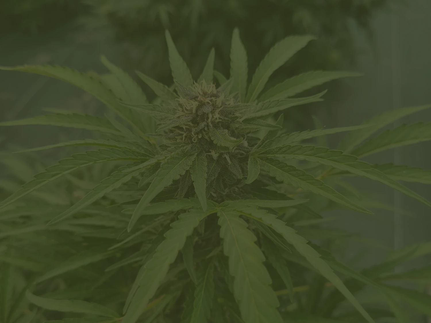 meilleur CBD occitan france cbd Occitan 100% français haute qualité