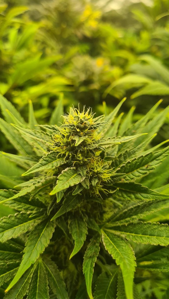 fleurs de CBD occitan france cbd Occitan 100% français haute qualité