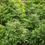 CBD Occitan producteur France Haute-Garonne Toulouse