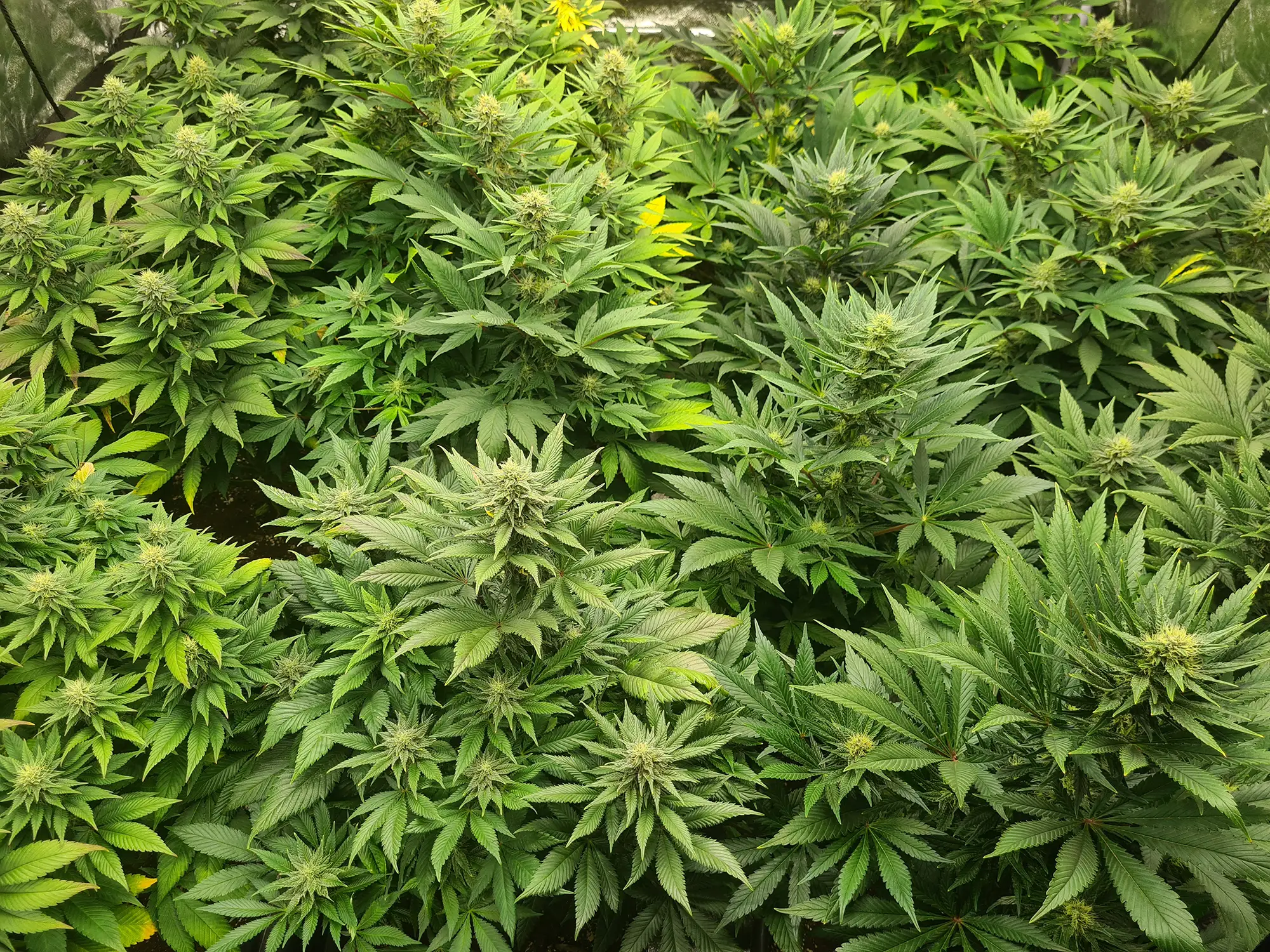 CBD Occitan producteur France Haute-Garonne Toulouse