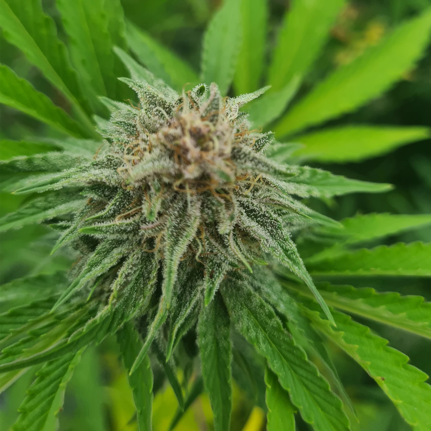 fleurs de CBD occitan france cbd Occitan 100% français haute qualité