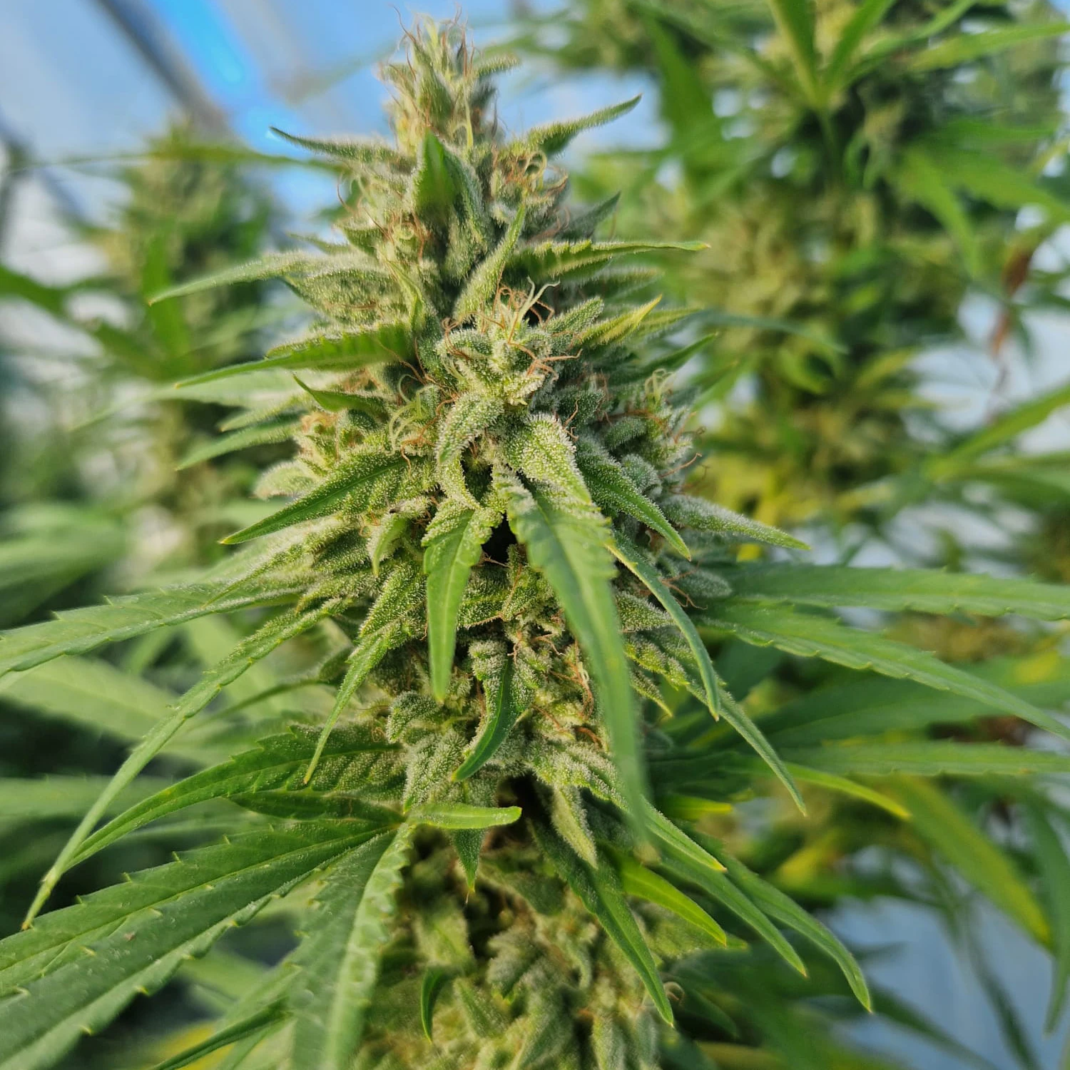 fleurs de CBD occitan france cbd Occitan 100% français haute qualité