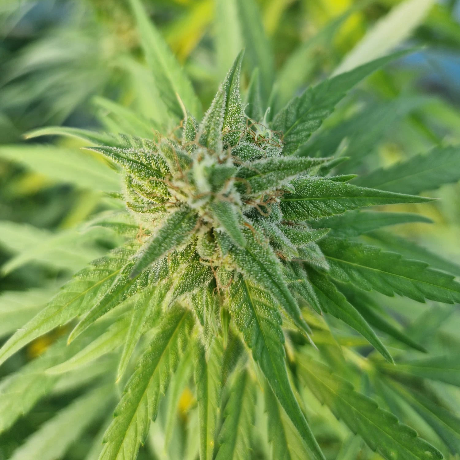 fleurs de CBD occitan france cbd Occitan 100% français haute qualité