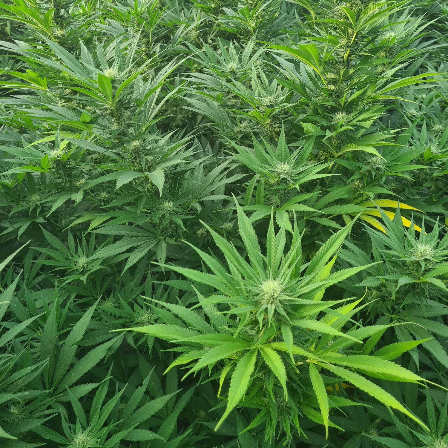 fleurs de CBD occitan france cbd Occitan 100% français haute qualité