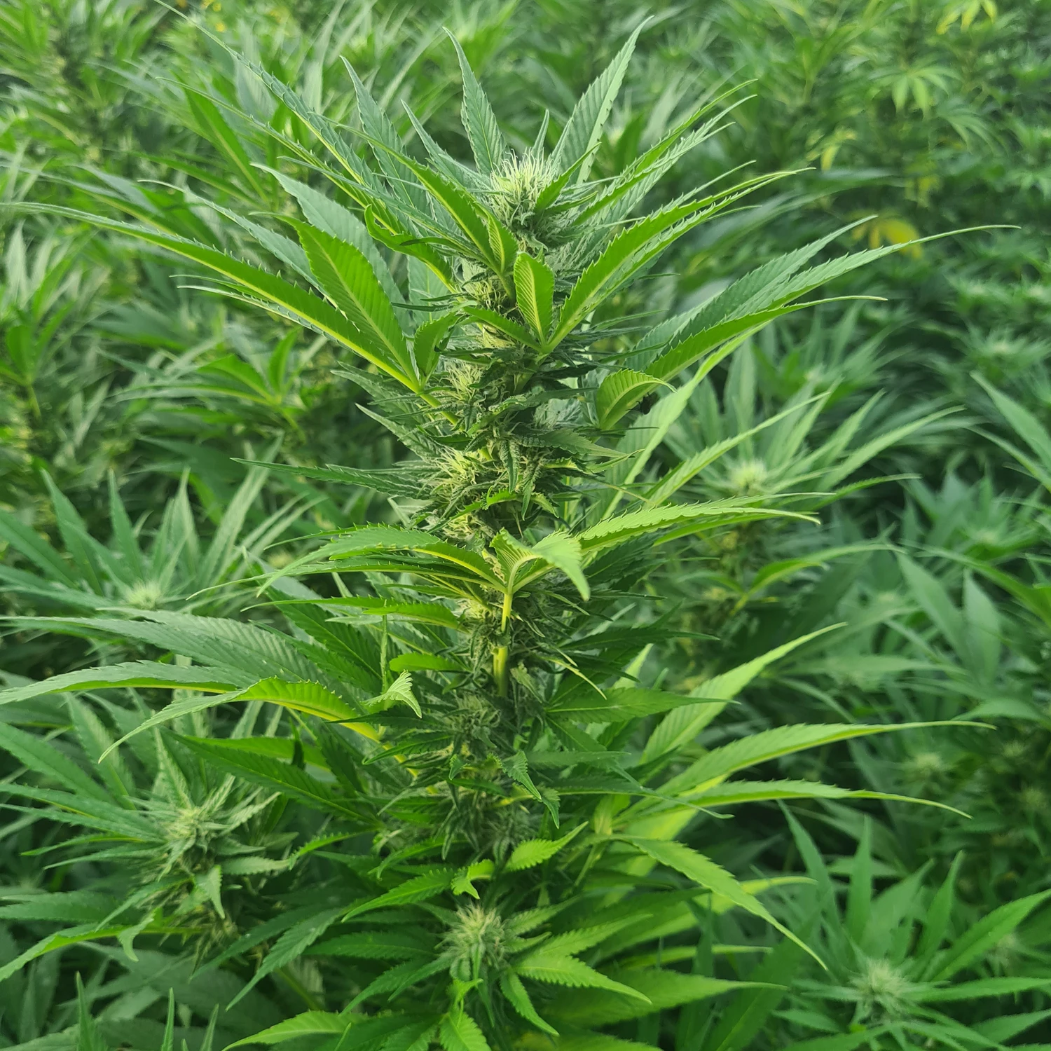 fleurs de CBD occitan france cbd Occitan 100% français haute qualité