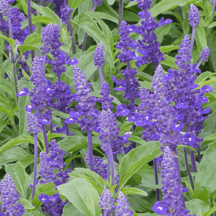 Agastache bio pour tisane Dodo d'Oc