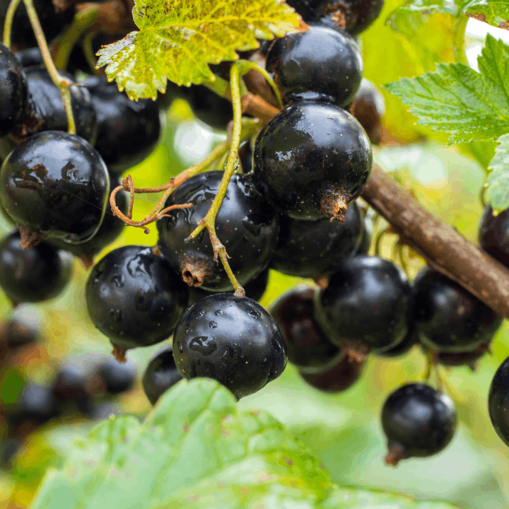 ingredient feuille de cassis bio dans maté au CBD Eveil de la Terre par CBD Occitan