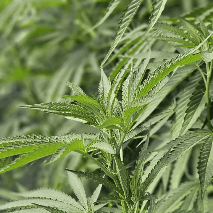 ingredient chanvre bio dans maté au CBD Eveil de la Terre par CBD Occitan