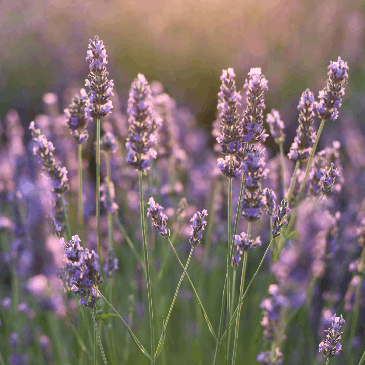 ingrédient huile de CBD Bio par CBD Occitan - mâcérat de lavande