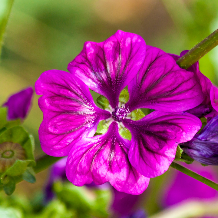 ingrédient mauve bio qui compose le thé vert au CBD de CBD Occitan, la Pause Occitane