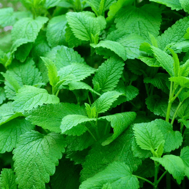 Melisse bio pour tisane Dodo d'Oc