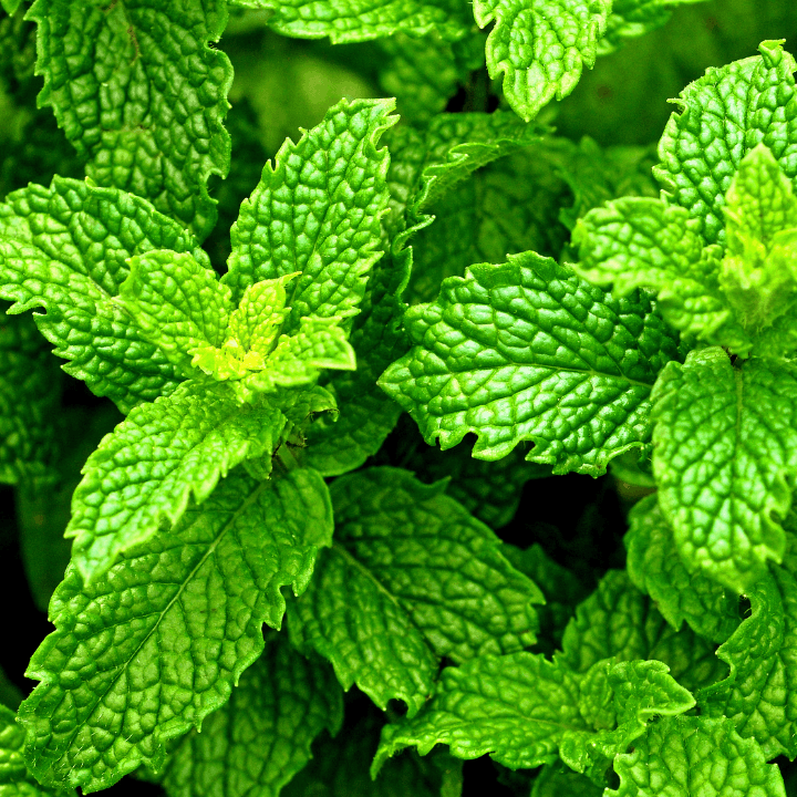 ingredient menthe poivrée bio dans maté au CBD Eveil de la Terre par CBD Occitan