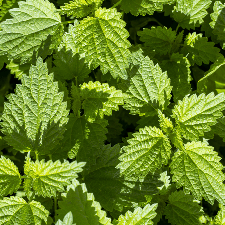ingredient ortie bio dans maté au CBD Eveil de la Terre par CBD Occitan