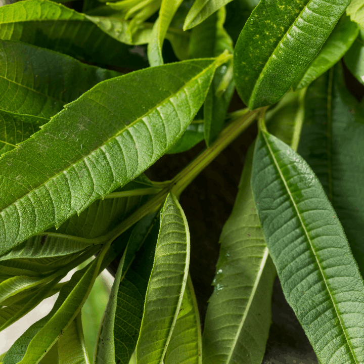 Verveine citronelle bio pour tisane Dodo d'Oc
