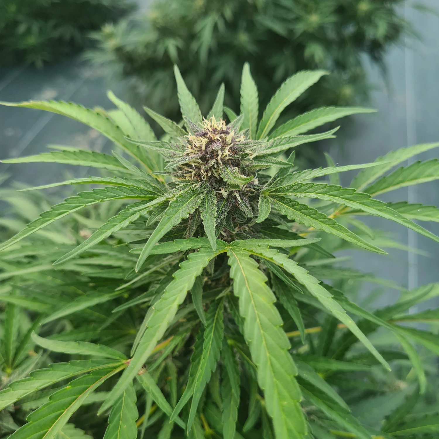 fleurs de CBD occitan france cbd Occitan 100% français haute qualité