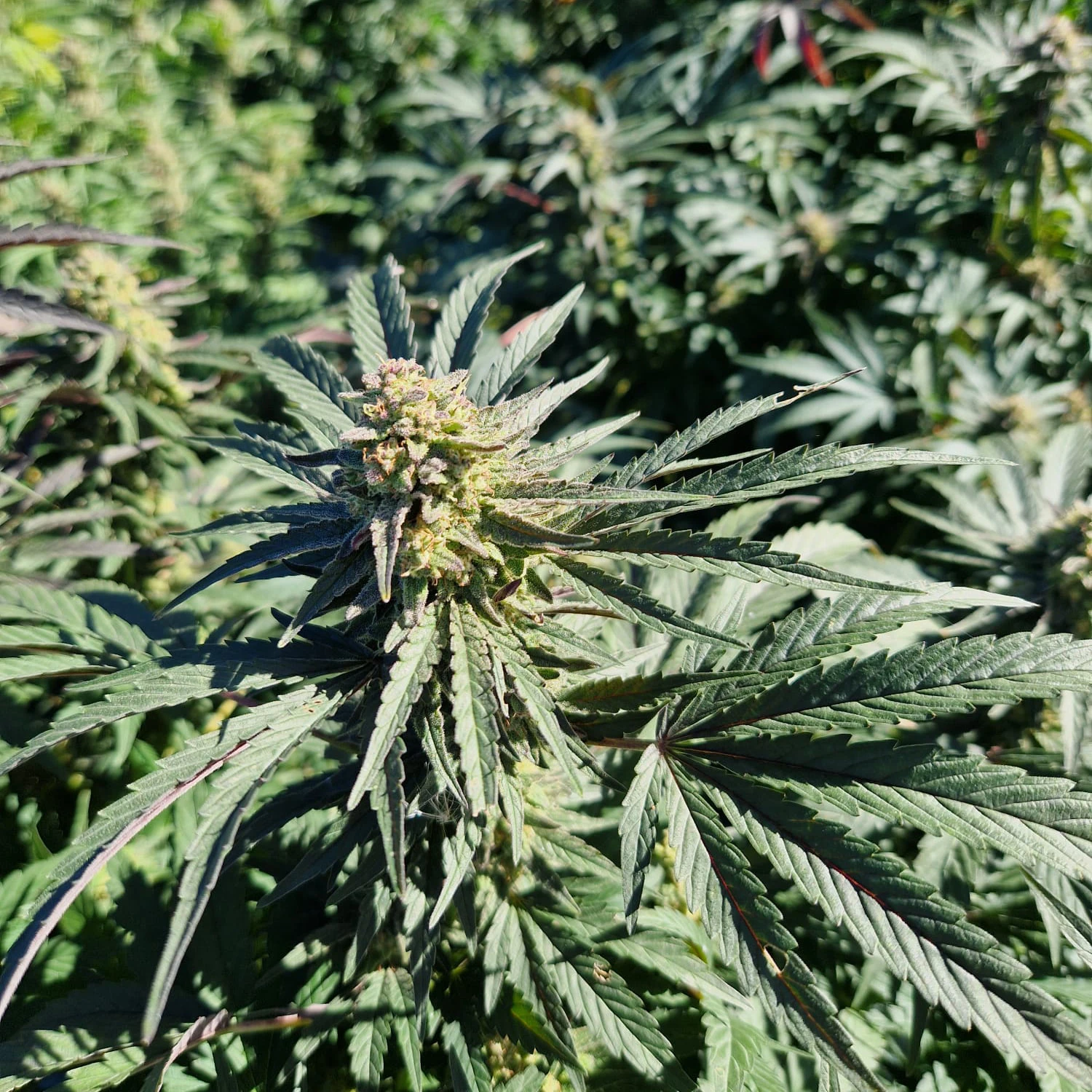 fleurs de CBD occitan france cbd Occitan 100% français haute qualité