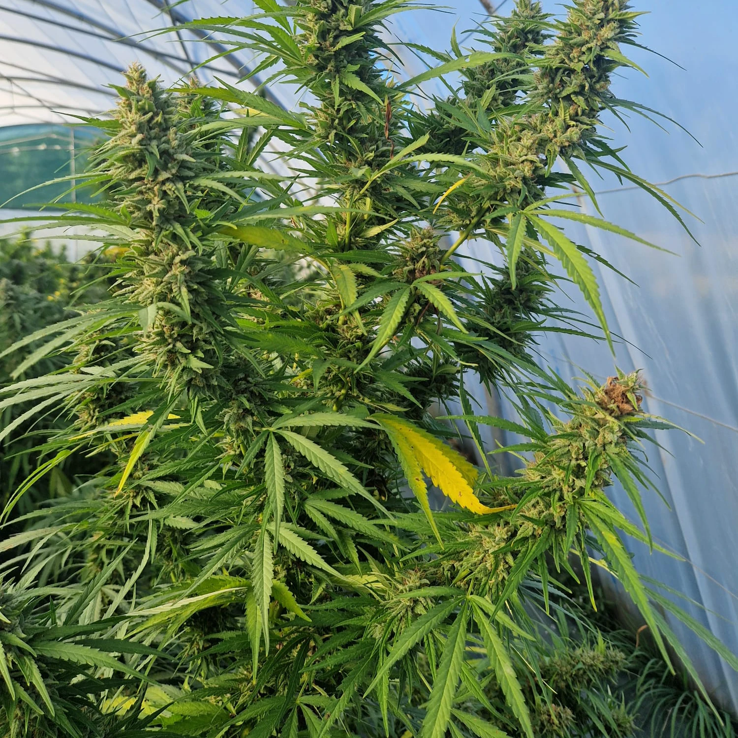 fleurs de CBD occitan france cbd Occitan 100% français haute qualité