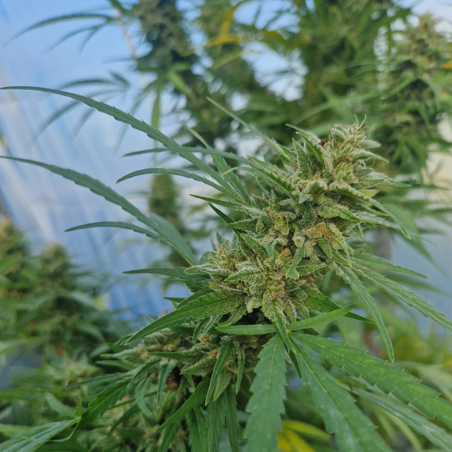 fleurs de CBD occitan france cbd Occitan 100% français haute qualité