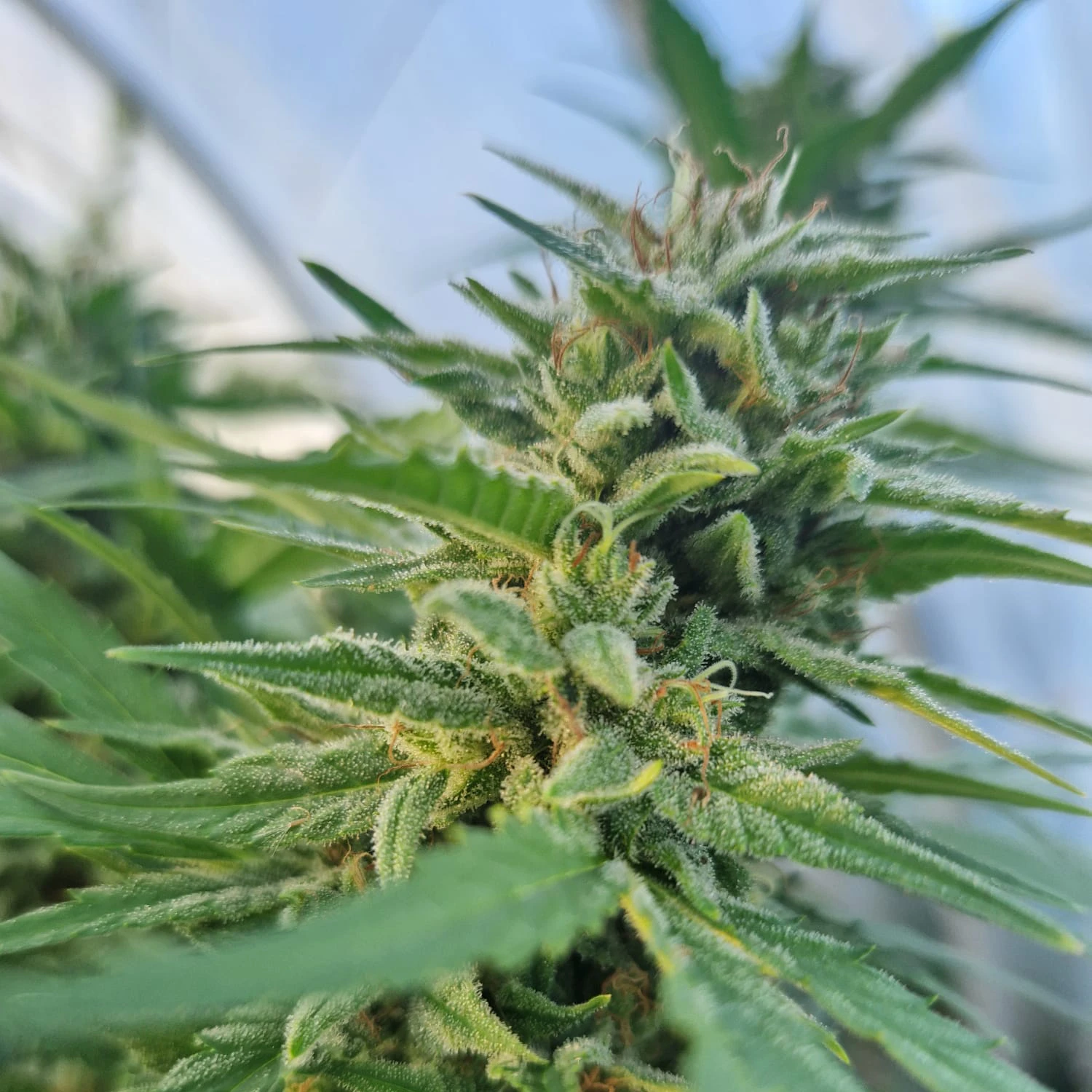 fleurs de CBD occitan france cbd Occitan 100% français haute qualité