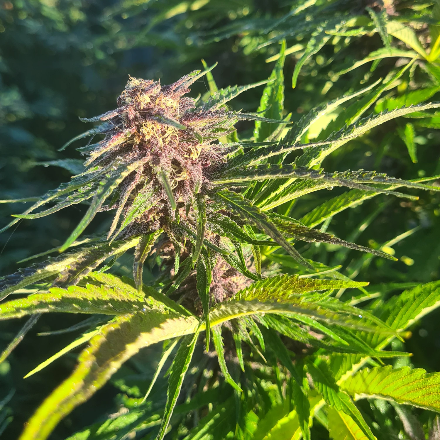 fleurs de CBD occitan france cbd Occitan 100% français haute qualité