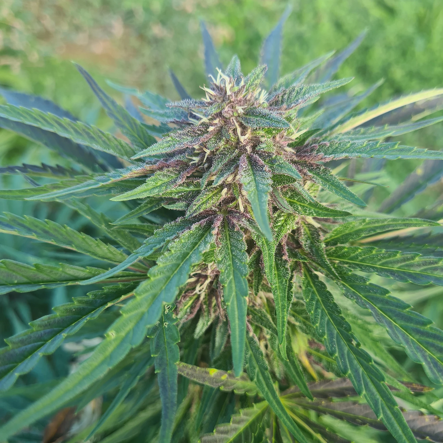 fleurs de CBD occitan france cbd Occitan 100% français haute qualité