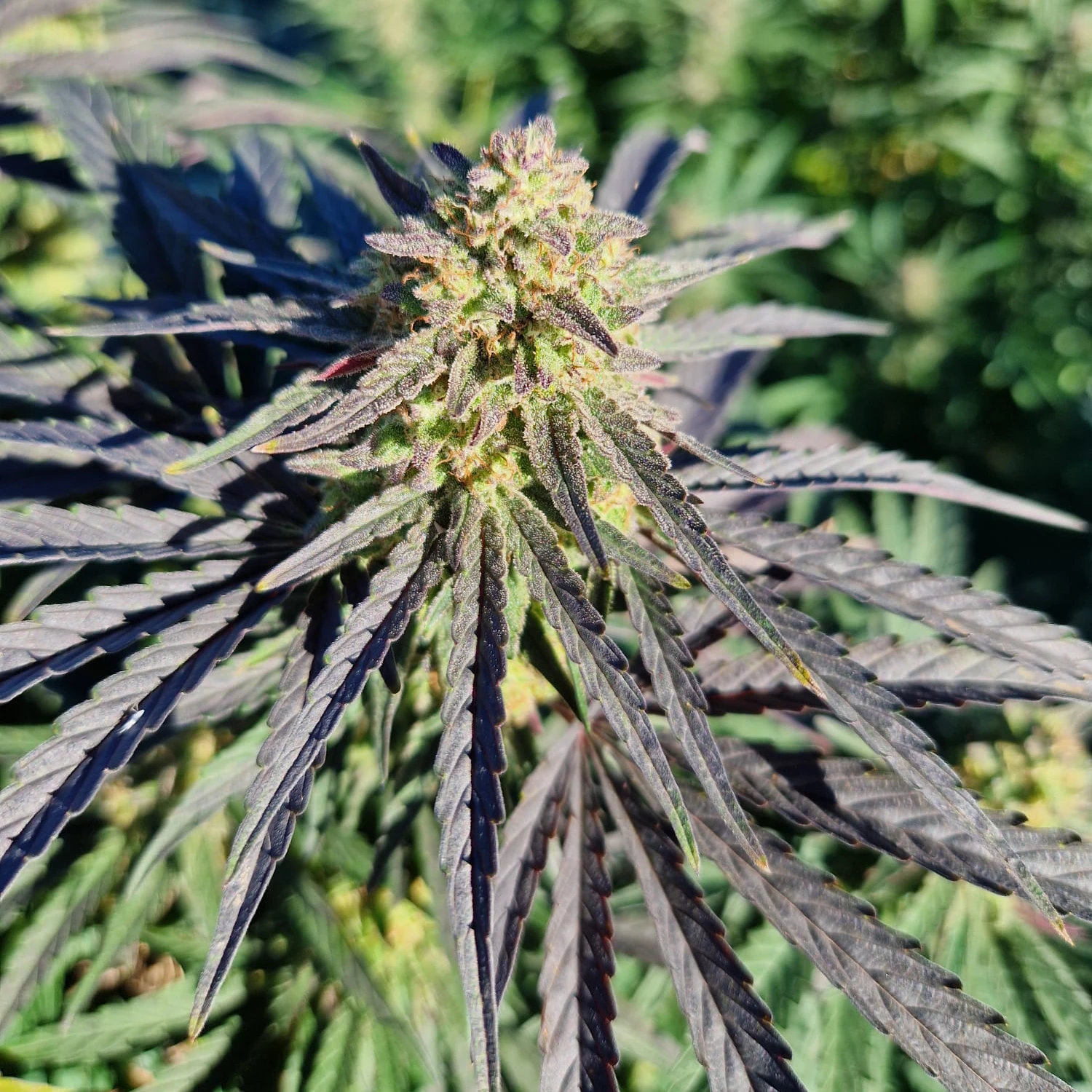 fleurs de CBD occitan france cbd Occitan 100% français haute qualité