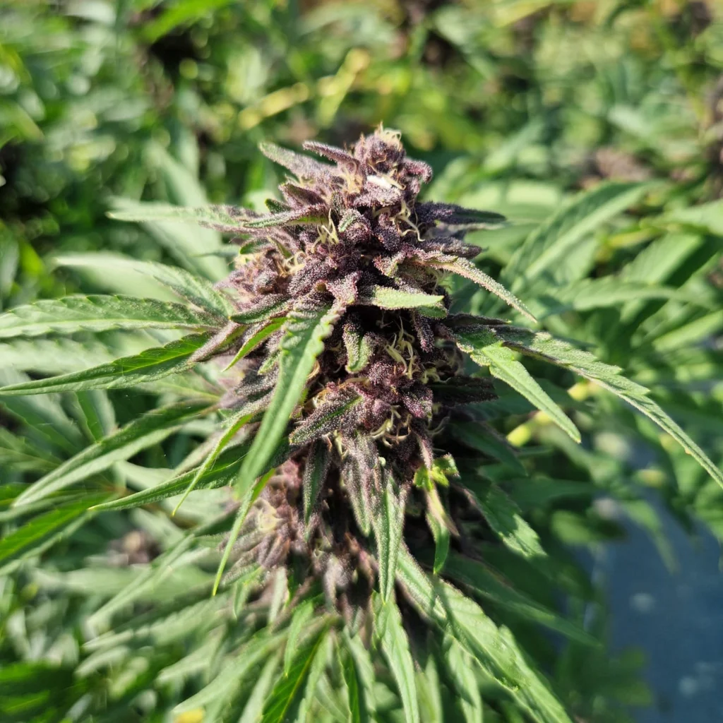 Strawberry Fritter Fleur CBD BIO cultivée et manucurée à la main en Occitanie par CBD Occitan