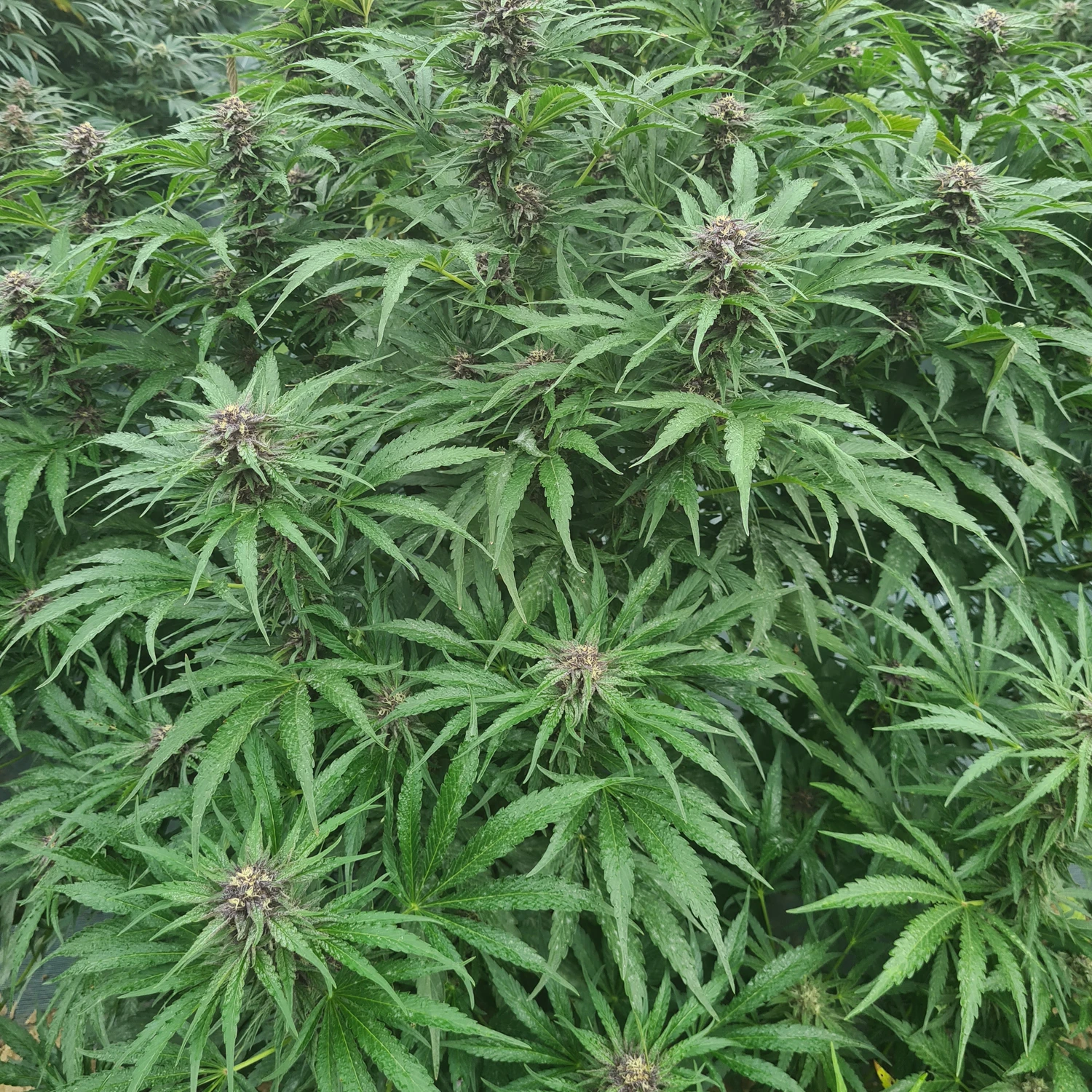 fleurs de CBD occitan france cbd Occitan 100% français haute qualité