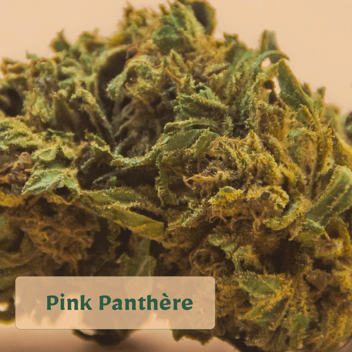 zoom-tete-fleur-cbd-pink-panthere (3) (1) zoom tete fleur cbd BIO Pink Panthère