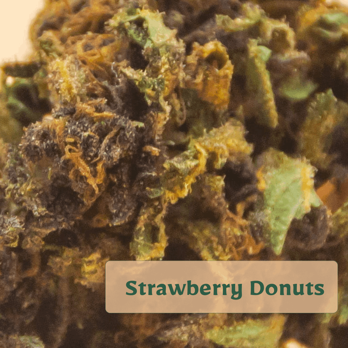zoom-tete-fleur-cbd-strawberry-donuts (3) (1) zoom tete fleur cbd BIO Strawberry donuts