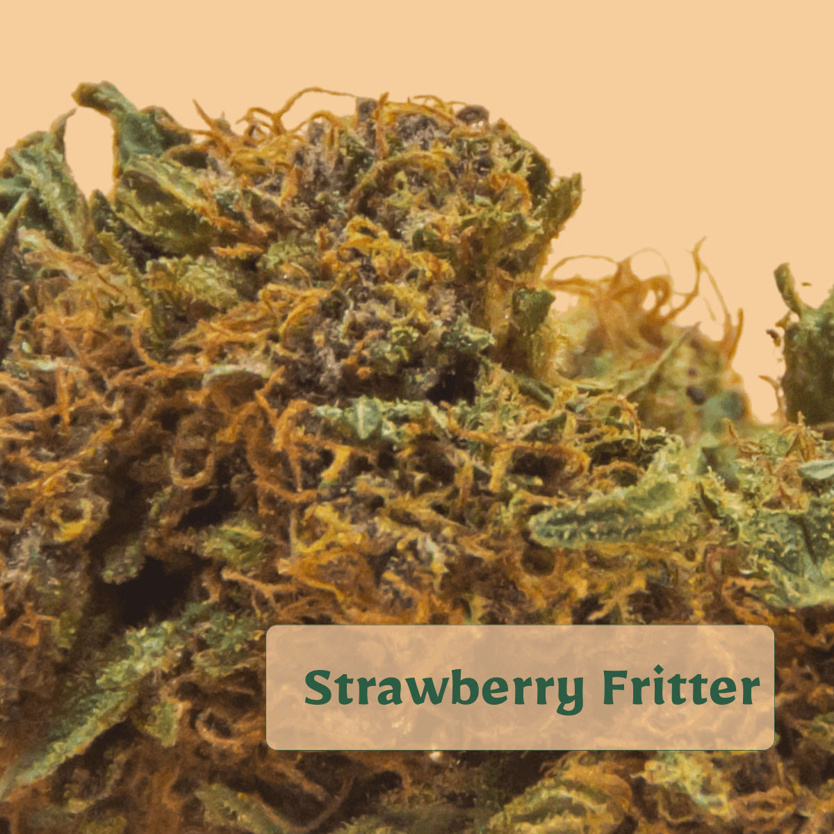 zoom-tete-fleur-strawberry-fritter (1) zoom tete fleur cbd BIO Strawberry Fritter