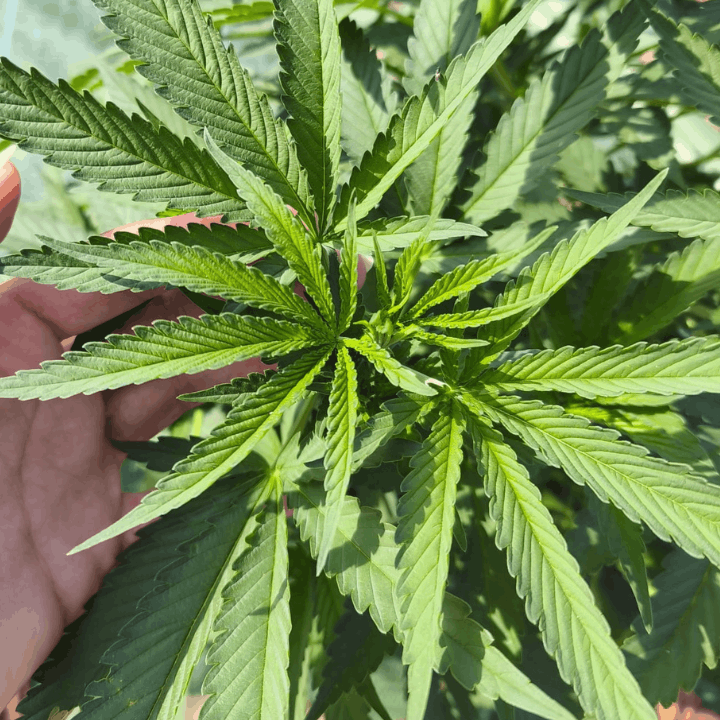 fleurs cbd cbd occitan