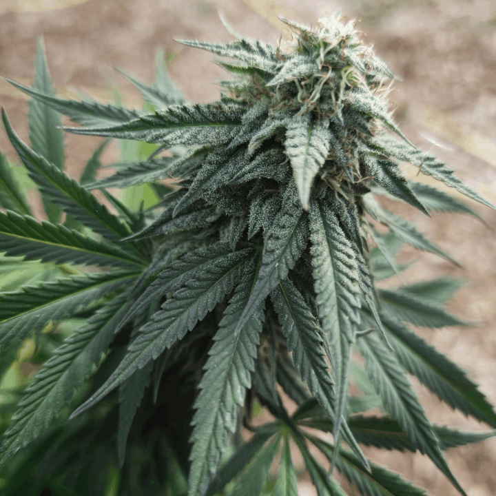 fleur de cbd bio cultivée par CBD Occitan